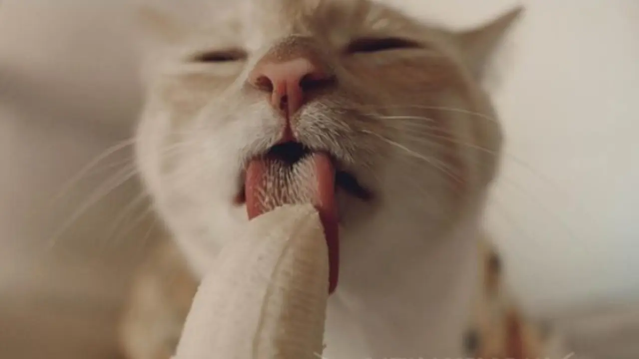 Suka Makan Pisang, Ekspresi Kucing Ini Bikin Gemas Netizen