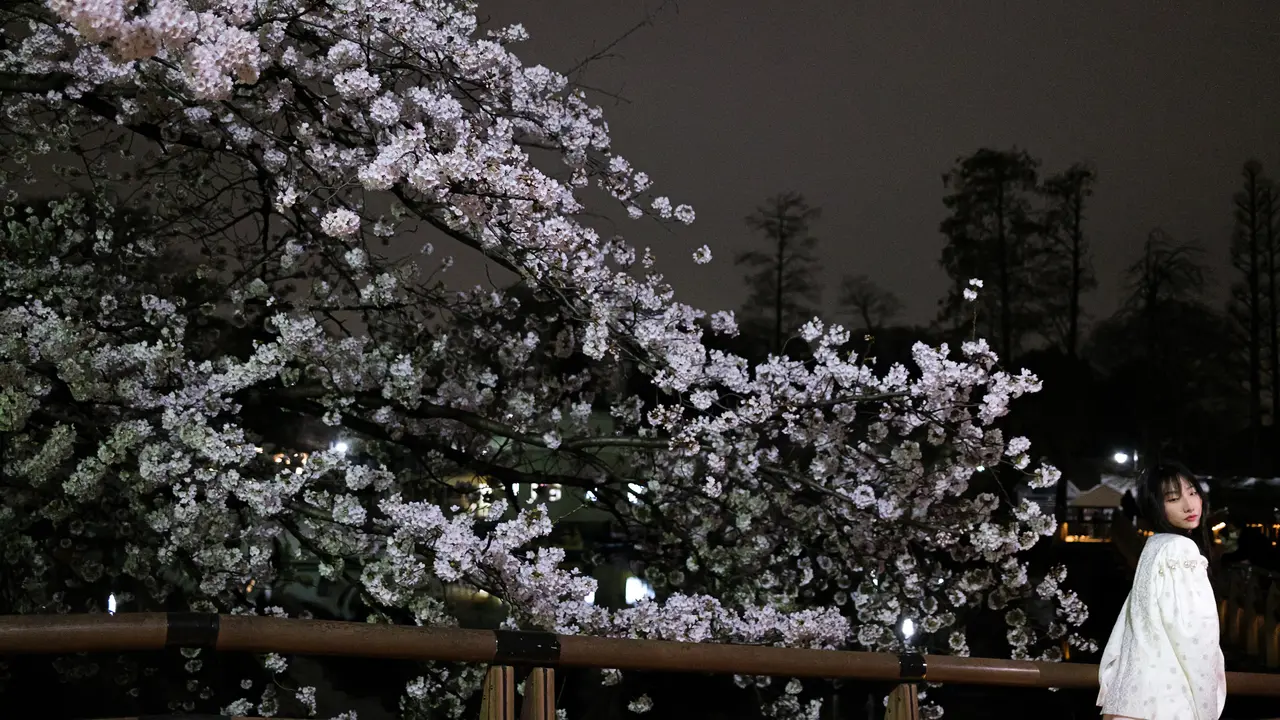 Pesona Keindahan Bunga Sakura di Malam Hari