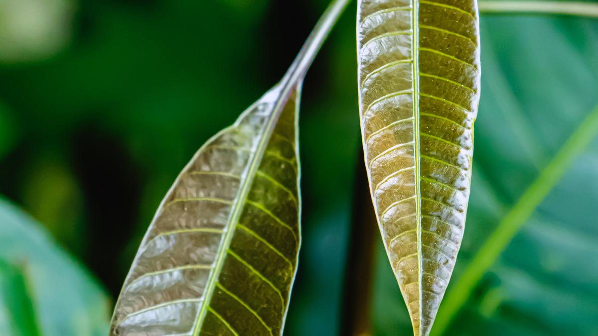 Manfaat Daun Mangga untuk Pasien Diabetes, Bantu Stabilkan Gula Darah