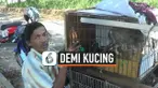 thumbnail nomaden demi kucing