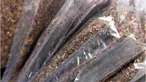 Narkoba ini muncul sejak tahun 2007 dan terkenal dengan nama Ekstasi Herbal atau Pensil Hiperasin.