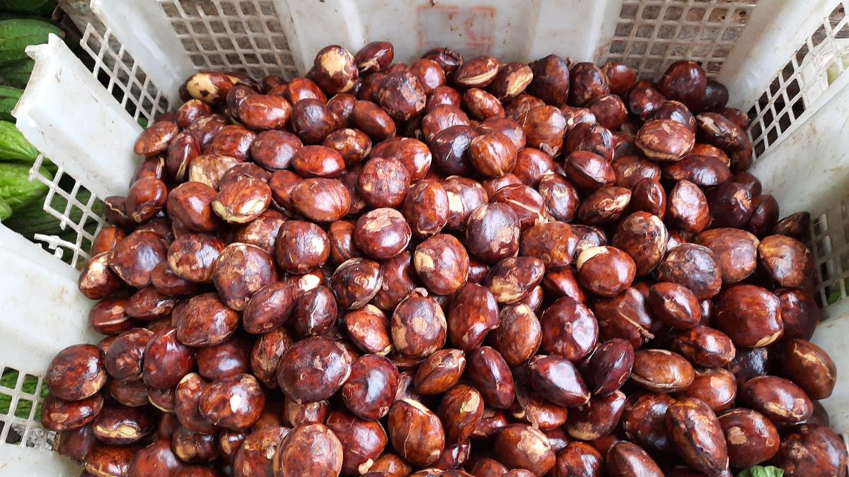 Cara Efektif Mengempukkan Jengkol Tanpa Ribet dan Bebas Bau
