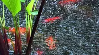 Panduan Lengkap Membuat Kolam Ikan Hias di Rumah Sempit, Bikin Asri dan Estetik