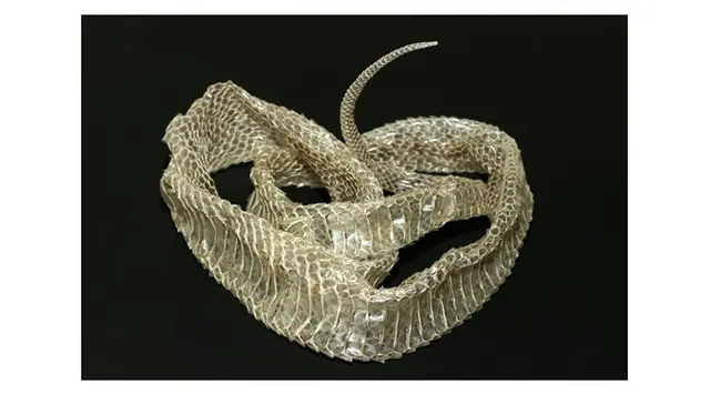 Tanpa disadari, rumah dengan 7 ciri ini jadi sarang ular