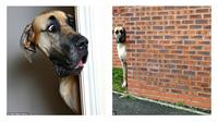 Anjing Great Dane berbadan besar tapi pengecut. (Sumber Daily Mail)