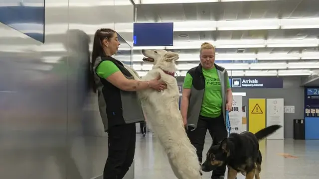 Bandara Ini Gunakan Jasa Anjing Untuk Deteksi Covid-19