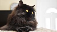 Ras kucing berbulu hitam. (Credit: Shutterstock)