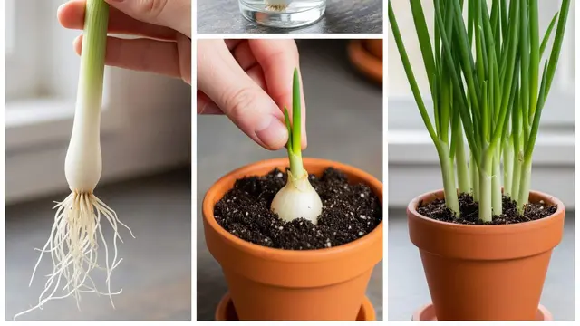 Cara Menanam Daun Bawang agar Bisa Dipanen Sepanjang Tahun