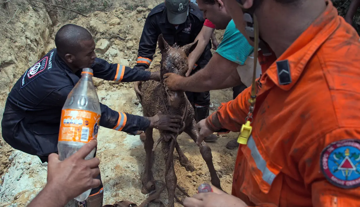 Petugas pemadam kebakaran berhasil menyelamatkan seekor kuda dan anaknya yang terjebak lumpur setelah sebuah bendungan limbah jebol di desa Bento Rodrigues, Brasil, Jumat (6/11). (AFP PHOTO / CHRISTOPHE SIMON)