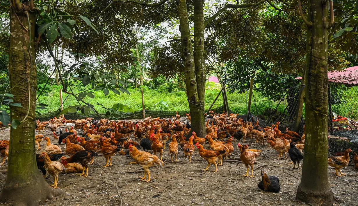 Ayam terlihat di peternakan unggas di Temerloh, Pahang, Malaysia, Selasa (31/5/2022). Perdana Menteri Malaysia Ismail Sabri Yaakob mengatakan pada 23 Mei, Malaysia akan menghentikan ekspor 3,6 juta ayam sebulan mulai 1 Juni dan seterusnya di tengah melonjaknya harga dan kekhawatiran pasokan. (Mohd RASFAN/AFP)