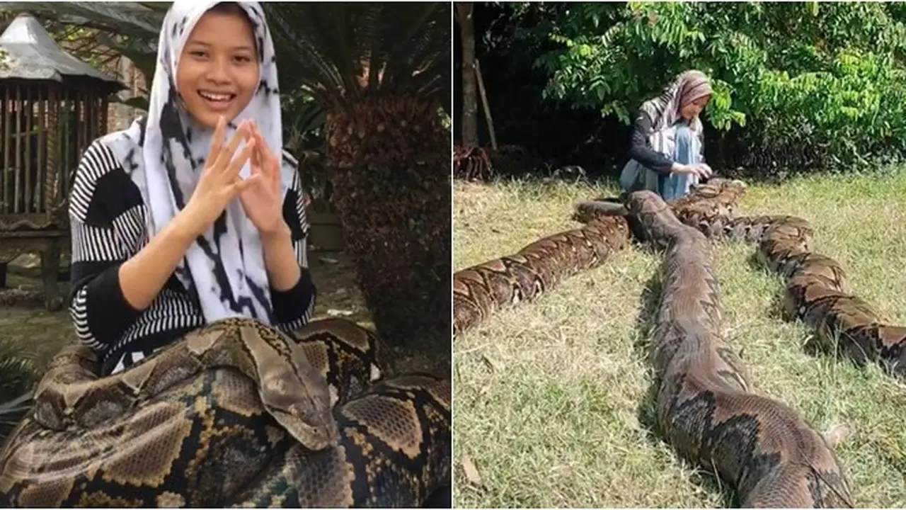 Viral Gadis Pelihara 6 Ular Phtyon Sekaligus, Bikin Geleng Kepala