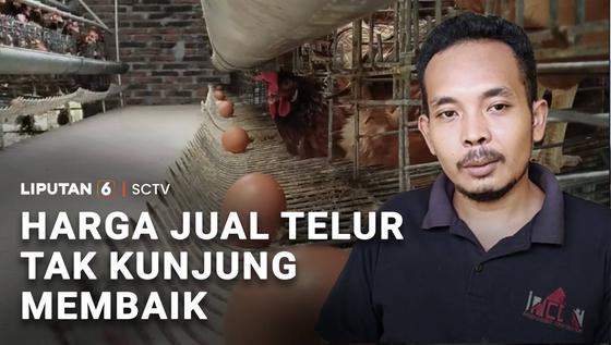 Harga Telur Tak Kunjung Membaik, Peternak Mengeluh