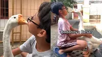 Bersahabat Dengan Angsa, Ini 6 Aksi Naufal dan Mike yang Viral (TikTok/ovalll.e)