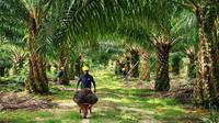 PT Austindo Nusantara Jaya Tbk (ANJT). (Foto: Austindo Nusantara Jaya)