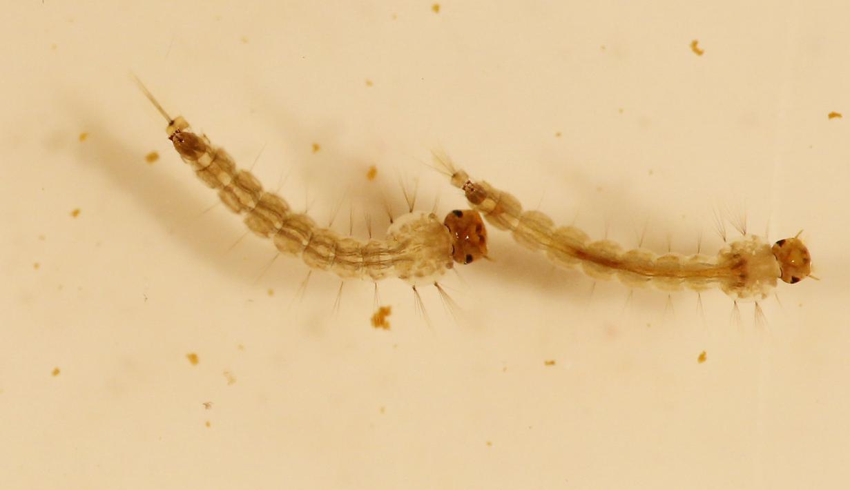 Larva nyamuk Aedes aegypti terlihat dalam di laboratorium dari Pelatihan Internasional dan Penelitian Pelatihan Medical Center (CIDEIM) di Cali, Kolombia (2/2/2016). Hingga kini belum ada vaksin untuk virus Zika tersebut. (REUTERS/Jaime Saldarriaga)