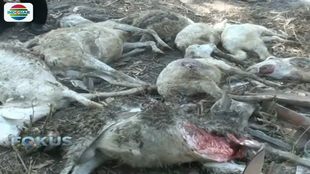 Puluhan hewan kambing milik warga mati secara misterius, karena mendadak dengan kondisi luka di leher.