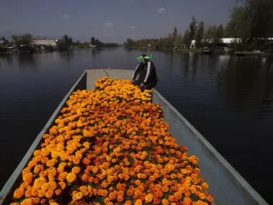 Pegulat Meksiko Mister Jerry menaiki sekoci penuh bunga marigold di Xochimilco, Mexico City, Meksiko, Rabu (14/10/2020). Panen bunga marigold Meksiko yang dikenal sebagai Cempasuchil dalam bahasa Nahuatl dilakukan jauh-jauh hari sebelum 1 November, hari libur Day of the Dead. (AP Photo/Marco Ugarte)