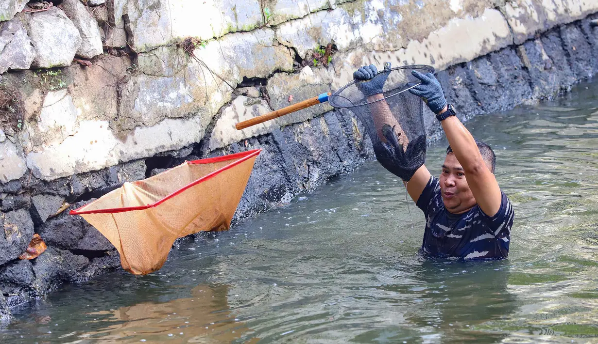 Sebelum dimusnahkan, ikan sapu-sapu yang tertangkap akan ditimbang dan didata. Tampak dalam foto, personel TNI AL saat operasi penangkapan ikan sapu-sapu di perairan kawasan Setu Babakan, Jakarta Selatan, Selasa (5/5/2026). (merdeka.com/Arie Basuki)