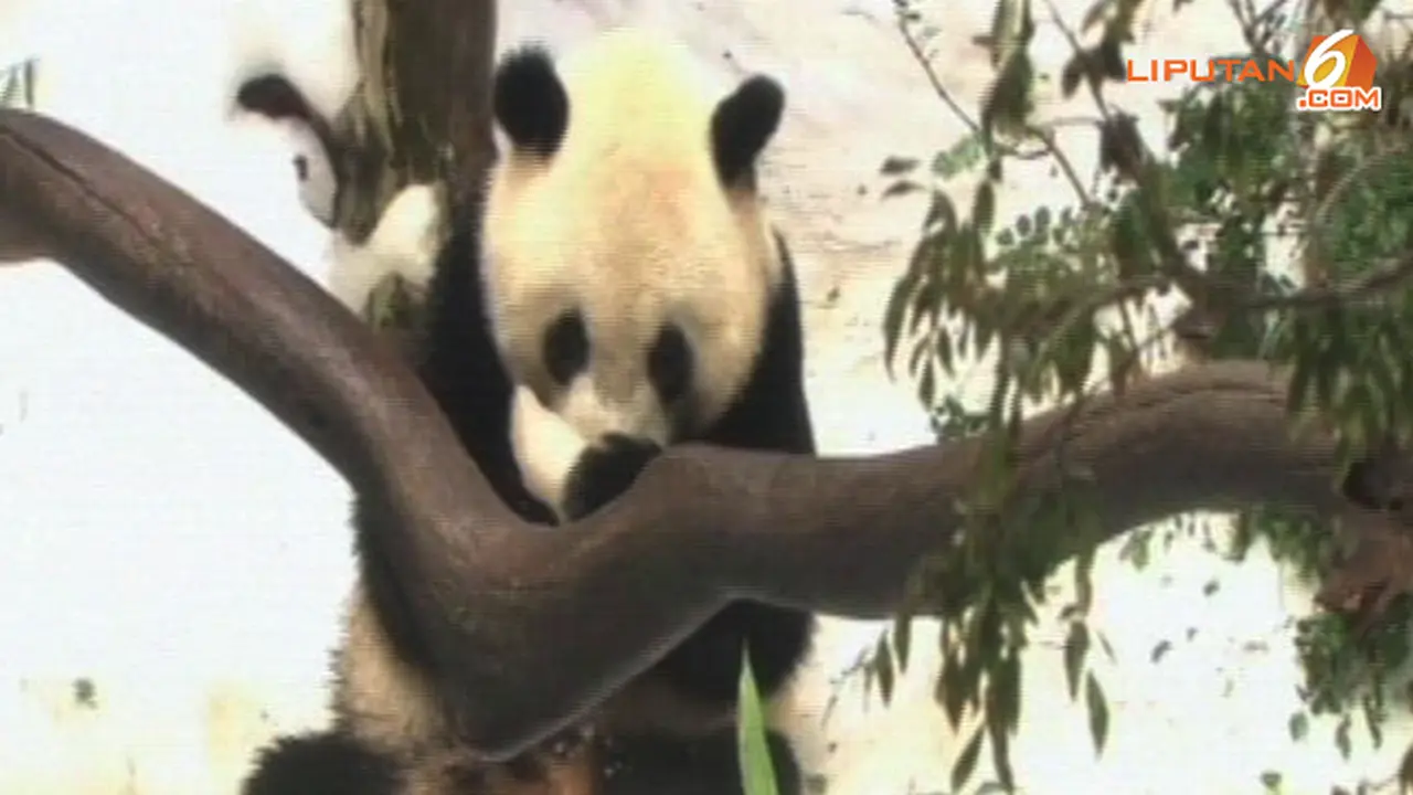 panda-salju-130830-b.jpg