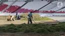 Proses perbaikan dan revitaliasi rumput ini dimulai dengan pemeriksaan laboratorium, sterilisasi media tanam, leveling media tanam, penanaman rumput, proses grow-in dan perawatan intens serta uji fungsi dan monitoring visual lapangan. (Liputan6.com/Herman Zakharia)