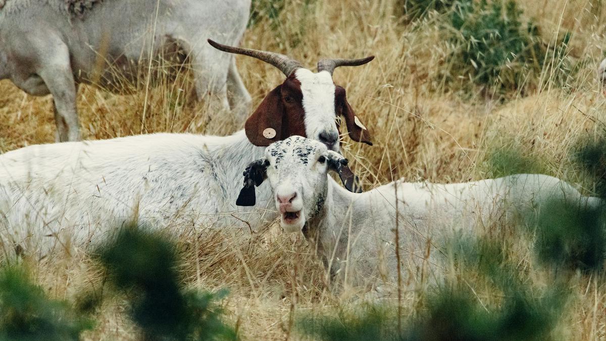 Serupa Tapi Tak Sama, Ini 10 Perbedaan Domba dan Kambing