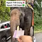 Aksi gajah terima THR dari pengunjung (Sumber: Instagram/ayodolan)
