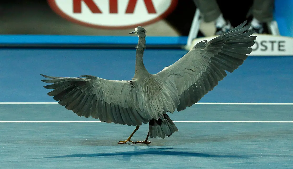 Seekor burung berada di lapangan tenis saat gelaran  turnamen tenis Australia Terbuka di Melbourne Park, Australia, Selasa (19/1). Burung ini sempat beberapa sempat  menjadi  perhatian penonton dan pemain. (REUTERS / Tyrone Siu)
