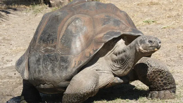 Hewan Galapagos