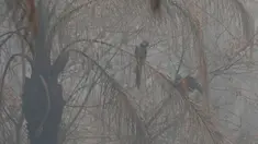 Dua ekor burung macaw duduk di atas pohon yang terkena dampak kebakaran di hutan Chiquitania, dekat Concepcion, Bolivia, Jumat, 13 September 2024. (AP Photo/Juan Karita)
