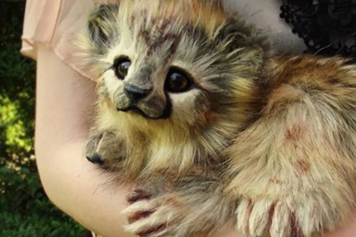 Foto: copyright Boredpanda.com