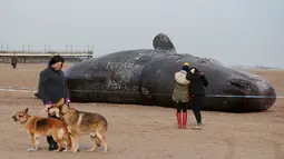 Seekor paus sperma tergeletak di atas pasir setelah terdampar di pantai Skegness, Inggris, Senin (25/1). Menurut media setempat, tiga paus sperma ditemukan mati terdampar pada akhir pekan lalu. (REUTERS / Andrew Yates)