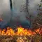 30 Hektare Lahan Terbakar di Sukabumi, Dipicu Ulah Manusia