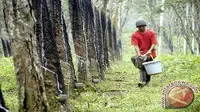 Produksi Indonesia yang tahun ini sekitar 3,1 juta ton juga akan mempengaruhi stok karet alam global.