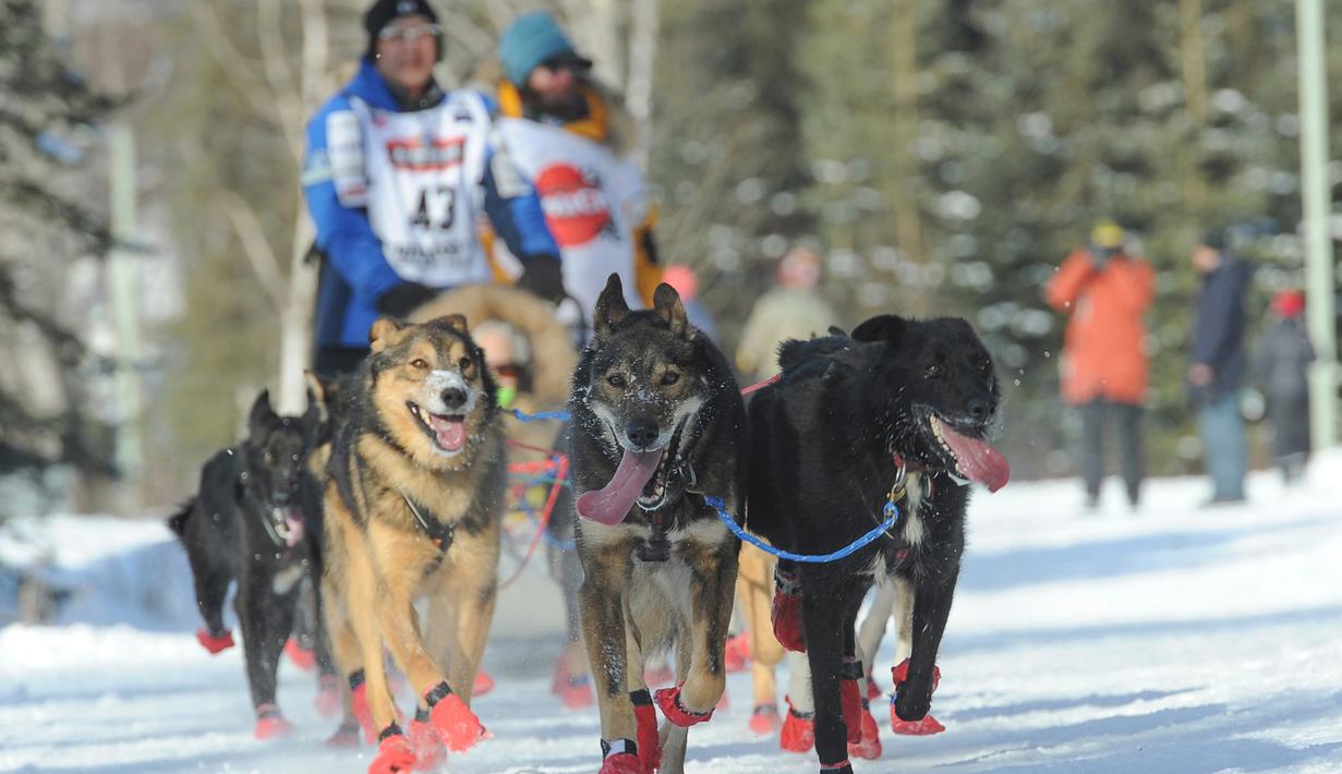 Penggembala Iditarod, Mishi Konno dan gerombolan anjingnya mengikuti perlombaan kereta luncur anjing Trail Iditarod di Anchorage, Alaska, 2 Maret 2019. Perlombaan tahunan itu diadakan dengan menempuh jarak sejauh 1.609 km ke kota Nome (AP/Michael Dinneen)