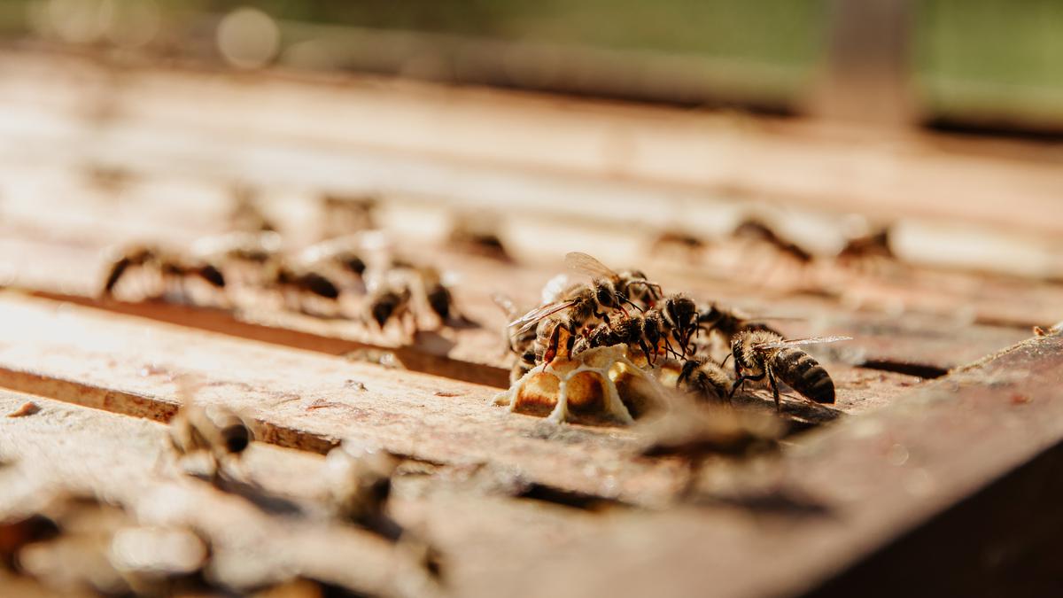 3 Jenis Kayu Rumah yang Paling Disukai Rayap dan Alternatif Aman, Hunian Bebas Hama