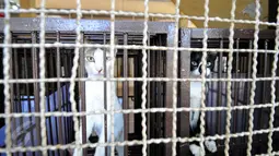 Dua ekor kucing tampak di dalam kandang Pondok Pengayom Satwa Jakarta (PPJS), Jakarta, Sabtu (18/7/2015). Tempat ini menjadi pilihan pemudik untuk menitipkan hewan kesayangannya. (Liputan6.com/Yoppy Renato)