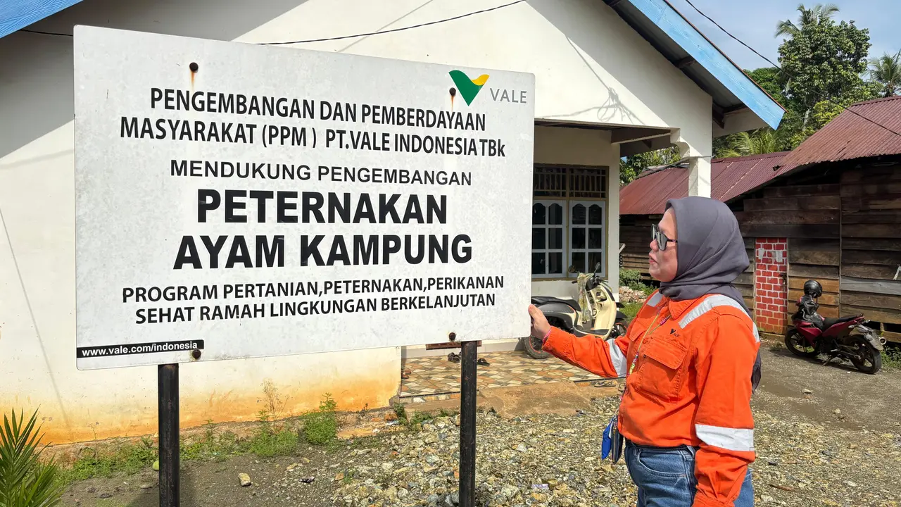 Peternakan ayam kampung di Luwu Timur. (Liputan6.com/Fauzan)