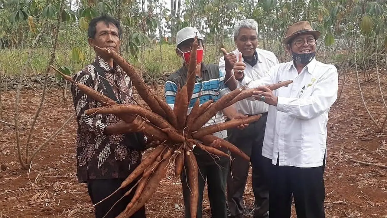 Panen ubi kayu oleh jajaran Dinas Pertanian dan Pangan Kabupaten Gunungkidul yang dipimpin langsung Bambang Wisnu Broto. (Dok Kementan)