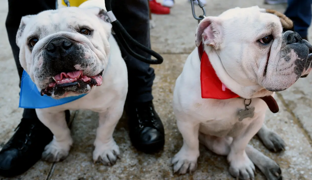 Ekpresi anjing Bulldog saat berkumpul untuk meraih Rekor Guinness di Mexico City di Meksiko (26/2). Bulldog adalah salah satu anjing ras tertua di dunia yang berasal dari Inggris, yang sering dikenal sebagai English Bulldog. (AFP/Alfredo Estrella)
