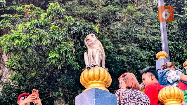 Macaca fascicularis atau monyet ekor panjang