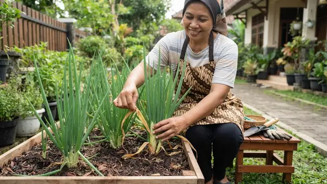 Cara menanam daun bawang welsh dari rumpun di pot terpisah dengan melakukan pemisahan daun yang menguning