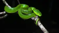 Ini 5 Tips Penanganan Ular Hijau yang Sering Masuk Kebun Agar Aman dan Nyaman