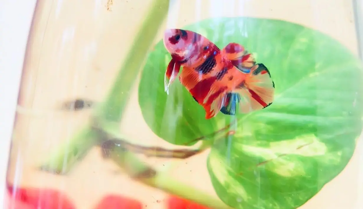 Nadine Chandrawinata (Instagram/nadinelist)