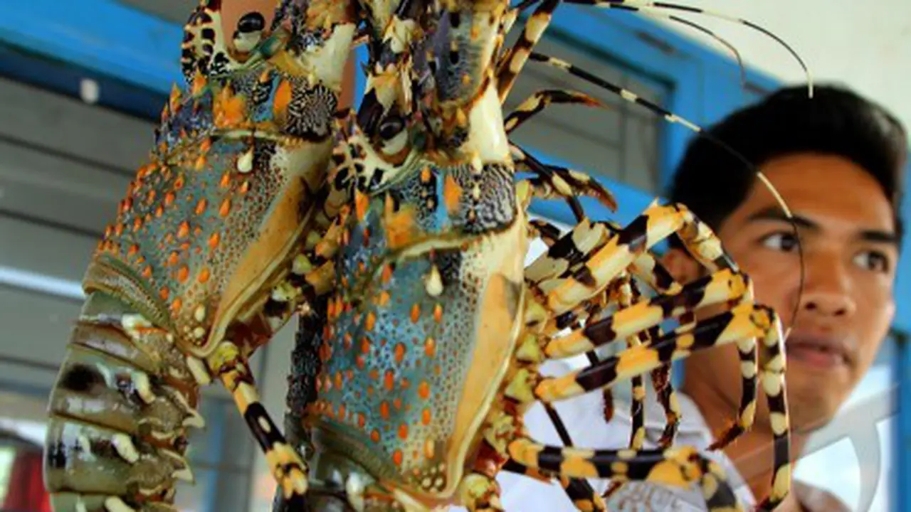 Lobster
