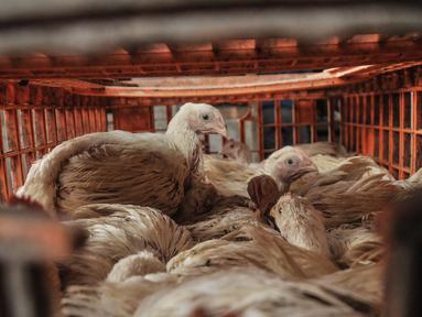 Sejumlah ayam ditempatkan dalam wadah di agen ayam potong kawasan Cipinang Melayu, Jakarta Timur, Senin (19/12/2022). Jelang Hari Raya Natal dan Tahun Baru, harga ayam potong mengalami kenaikan secara bertahap sejak dua pekan lalu. (merdeka.com/Iqbal S. Nugroho)