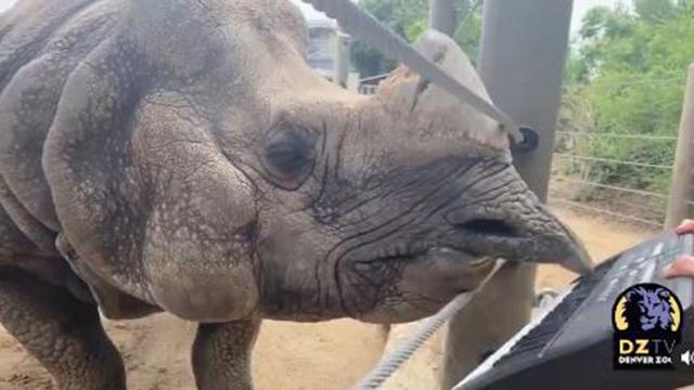 Bandhu memainkan keyboard dengan bibirnya