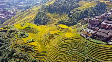 Foto dari udara yang diabadikan pada 12 Oktober 2020 ini menunjukkan pemandangan sawah terasering Longji di Wilayah Longsheng, Daerah Otonom Etnis Zhuang Guangxi, China selatan. (Xinhua/Wu Shengbin)