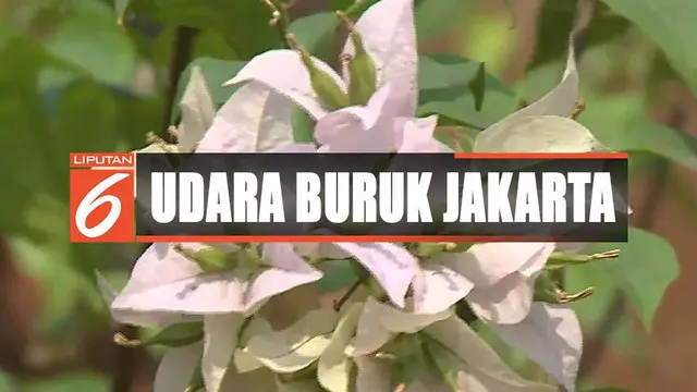 Atasi udara buruk di ibu kota, Pemprov DKI Jakarta menanam 100 ribu bougenville di sepanjang Jalan Sudirman-MH Thamrin.