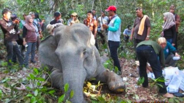 Gajah Dita ketika masih hidup dan mendapat perawatan medis dari BBKSDA Riau.