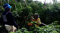 Panen tomat saat pagi hari di Kebun Kamtibmas, kawasan Putabangun, Kabupaten Kepulauan Selayar, Sulsel. (Liputan6.com/Eka Hakim)